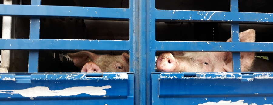 Schweinetransporter am Schlachthof Toennies © Kalle Staymann